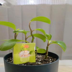 عطر لیمون 2.5 گرمی